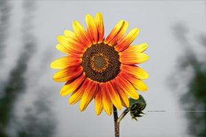 closeup of the blossom of a red yellow sunflower photo