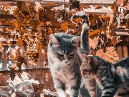 gato y gatito, madre gato y gatito separación en otoño, otoño foto