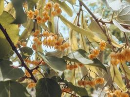 tilo en rama, flores. farmacia, medicina natural, té de hierbas curativas. foto