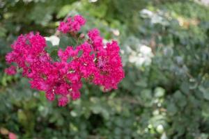 Pink Summer Blooms, Hot Springs, 8.27.22 photo