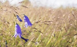 Lilac bells in the field, against the background of the rotten grass photo