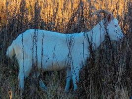 Goat eating withered grass, Livestock on a pasture. White goat. Cattle on a village farm. Cattle on a village farm. photo