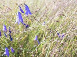 Lilac bells in the field, against the background of the rotten grass photo