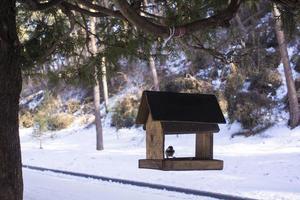 chickadee eats sunflower seeds in the feeder in winter photo