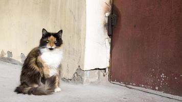 tricolor cat on a brown background copy space photo