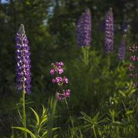 Close up of lupine flowers in lights of the evening sun. photo