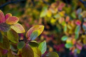 bright autumn background leaves and fruits of chokeberry Bush photo