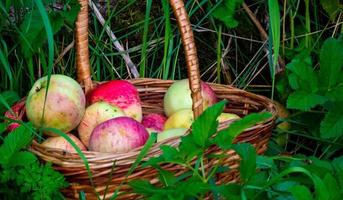 Red and green freshly picked apples in basket on green grass. photo