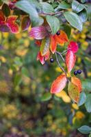 fondo de otoño brillante hojas y frutos de chokeberry bush foto