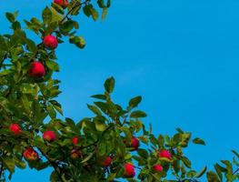 manzanas maduras en las ramas. manzanas rojas con hojas verdes colgando de un árbol en el jardín de otoño y listas para la cosecha. foto