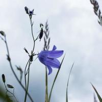 Lilac bells in the field, against the background of the rotten grass photo