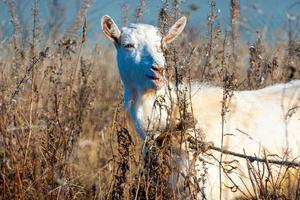 Goat eating withered grass, Livestock on a pasture. White goat. Cattle on a village farm. Cattle on a village farm. photo