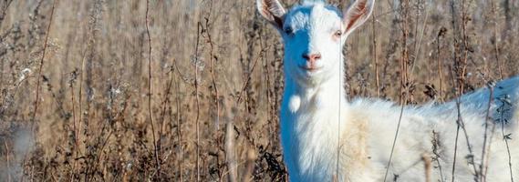 Goat eating withered grass, Livestock on a pasture. White goat. Cattle on a village farm. Cattle on a village farm. photo