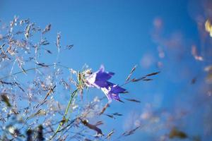 Lilac bells in the field, against the background of the rotten grass photo