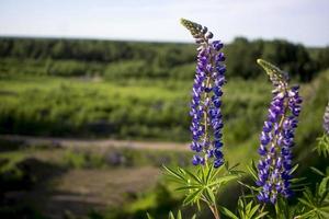 Close up of lupine flowers in lights of the evening sun. photo