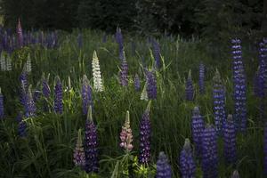 Close up of lupine flowers in lights of the evening sun. photo