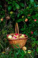 manzanas rojas y verdes recién recogidas en una cesta sobre hierba verde. foto