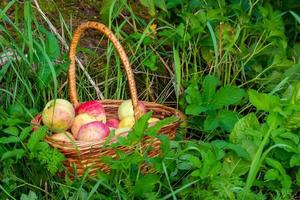 manzanas rojas y verdes recién recogidas en una cesta sobre hierba verde. foto