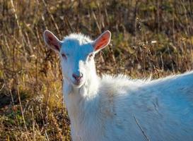 cabra comiendo hierba marchita, ganado en un pasto. cabra blanca ganado en una granja del pueblo. ganado en una granja del pueblo. foto