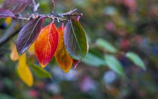 bright autumn background leaves and fruits of chokeberry Bush photo