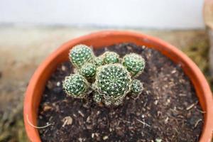 A cactus in a pot photo