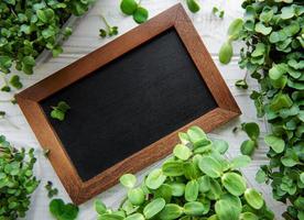 Chalk blackboard with micro greens photo