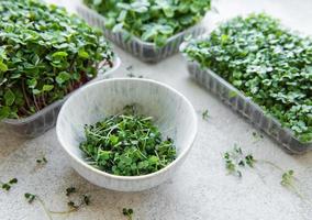 Assortment of micro greens on  table photo