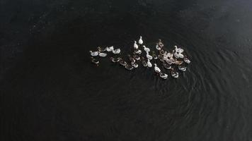 família de patos nadam juntos em um lago video