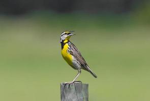 eastern meadowlark Sturnella magna perched on wood fence post looking behind with mouth wide open, yellow breast striped through eye, green yellow dark layered background photo