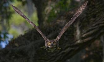 gran bubo virginianus adulto de búho cornudo volando hacia la cámara desde el roble, ojos amarillos fijos en la cámara, alas separadas, fondo bokeh foto