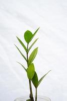 house plant decor in isolated white background. tropical floral for home interior in minimalist design photo