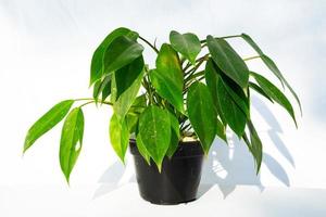 house plant decor in isolated white background. tropical floral for home interior in minimalist design photo