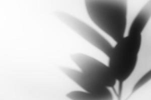 Leaf shadow overlay background design. Abstract natural shadow for minimalist photo effect