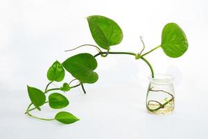 house plant decor in isolated white background. tropical floral for home interior in minimalist design photo