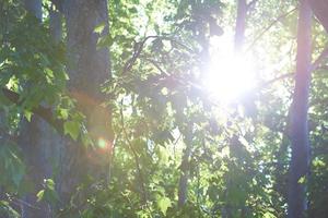 Tree branches view photo