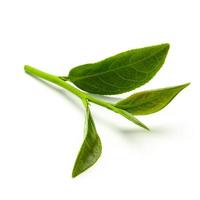 Green tea leaf isolated on white background, Fresh tea leaves on a white background photo