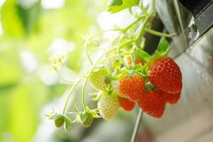 High Technology Farming in Close System with Organic hydroponic Strawberry photo