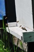 casa de abejas en el prado foto