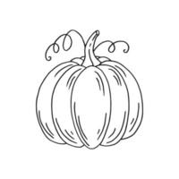 Pumpkin. Hand drawn vector illustration in doodle style. Black and white image of vegetables.