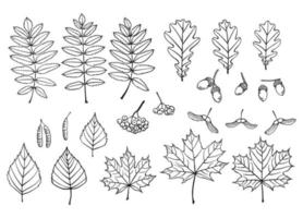 Set with leaves, berries and acorns. Hand drawn autumn vector illustration.