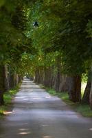 camino rural a través de callejón de árboles en foto