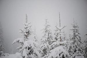 christmas evergreen pine tree covered with fresh snow photo