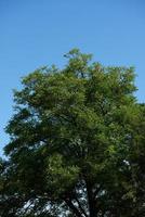 vista de ramas de arbol foto