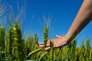 hand in wheat field photo