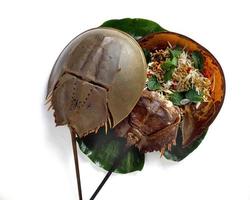 Thai SeaFood Horseshoe Crab photo