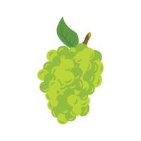 On a white background, green grapes. Marketing, design, and web vectors. vector