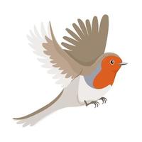 Robin bird in flight isolated on a white background. Vector graphics.