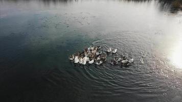 Group of ducks swim together in a lake video