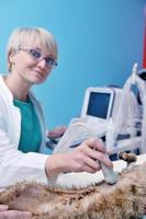 Female veterinary portrait photo