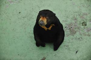 animales en zoológico foto